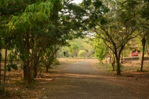 The tree-lined pathway through campus.