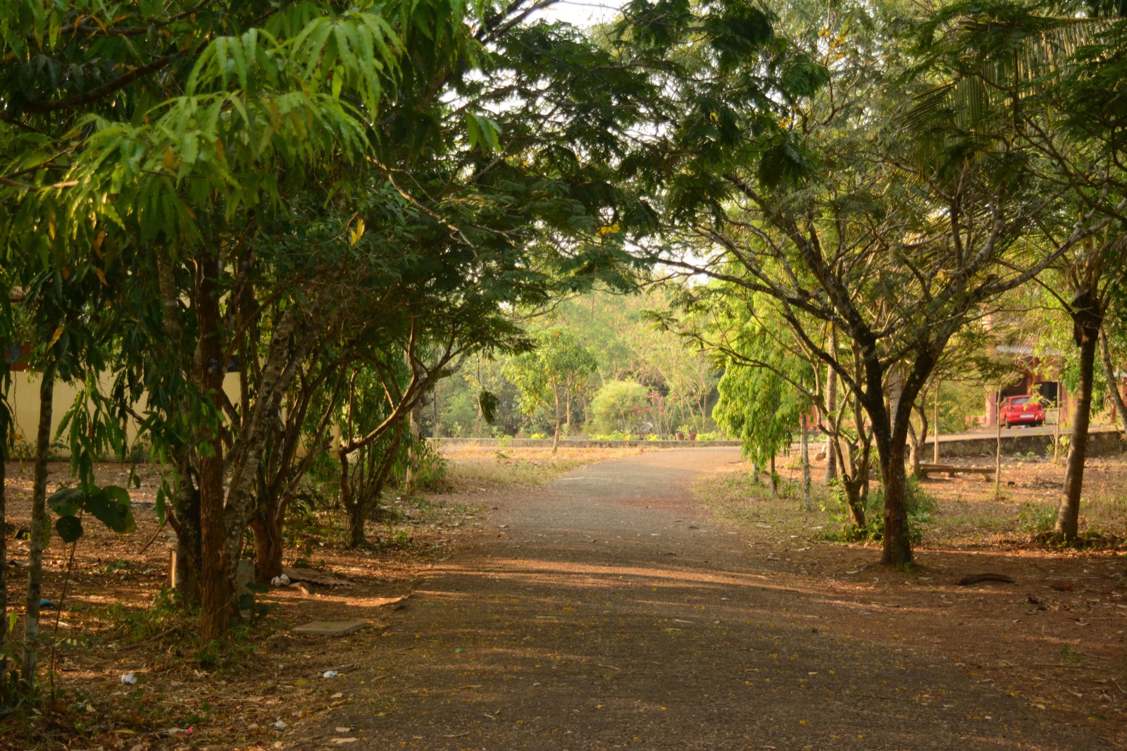 The tree-lined pathway through campus.